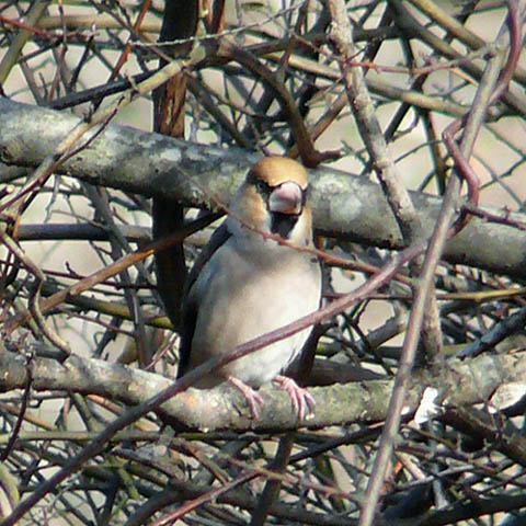 �ɓ������̎��R�ώ@��