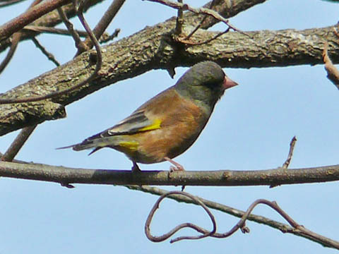 �ɓ������̎��R�ώ@��