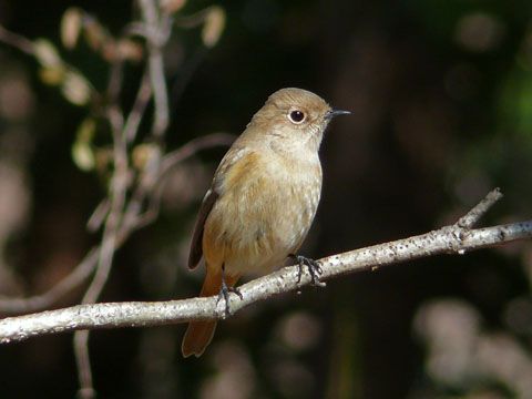 �ɓ������̎��R�ώ@��