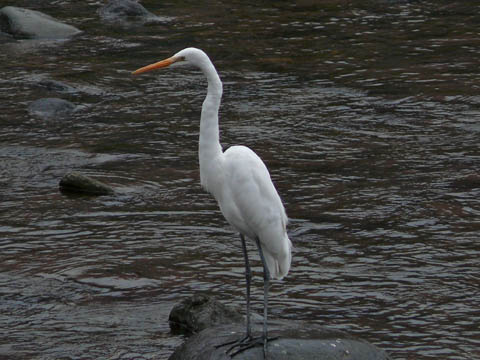 �ɓ������̎��R�ώ@��