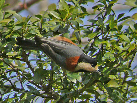 �ɓ������̎��R�ώ@��