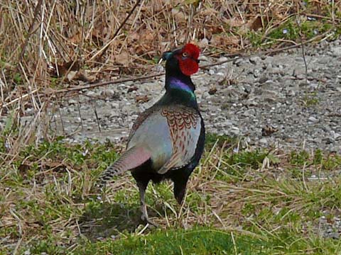 �ɓ������̎��R�ώ@��