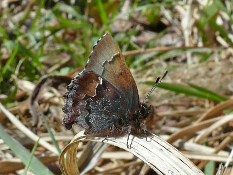 �ɓ������̎��R�ώ@��