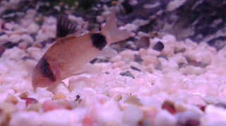 �x�t�s�`�R�f�r�@�g�n�l�d